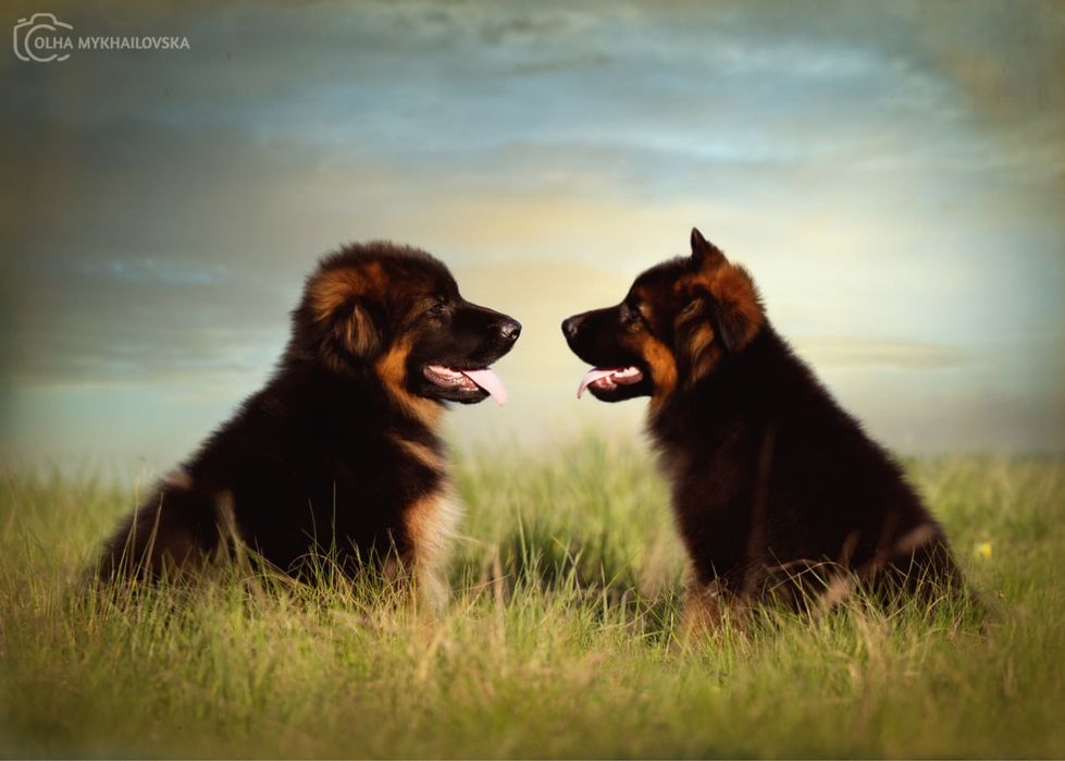 Німецька вівчарка д/ш