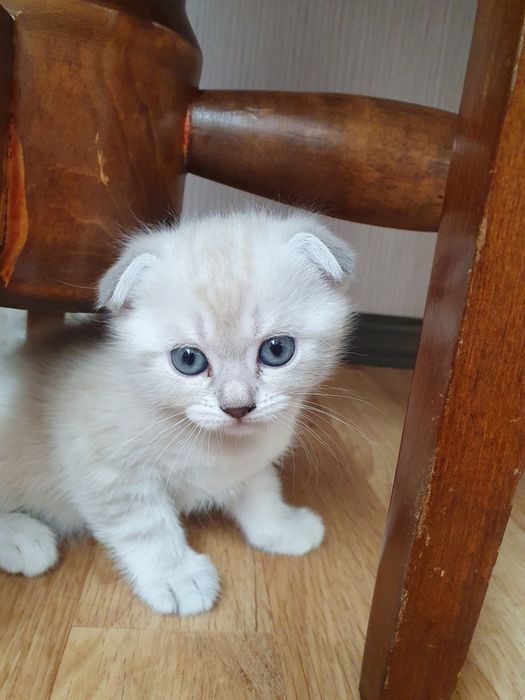 Шотландські кошенята