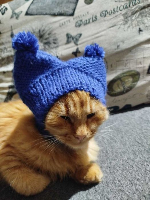 Шапки для мини пород собак и котов