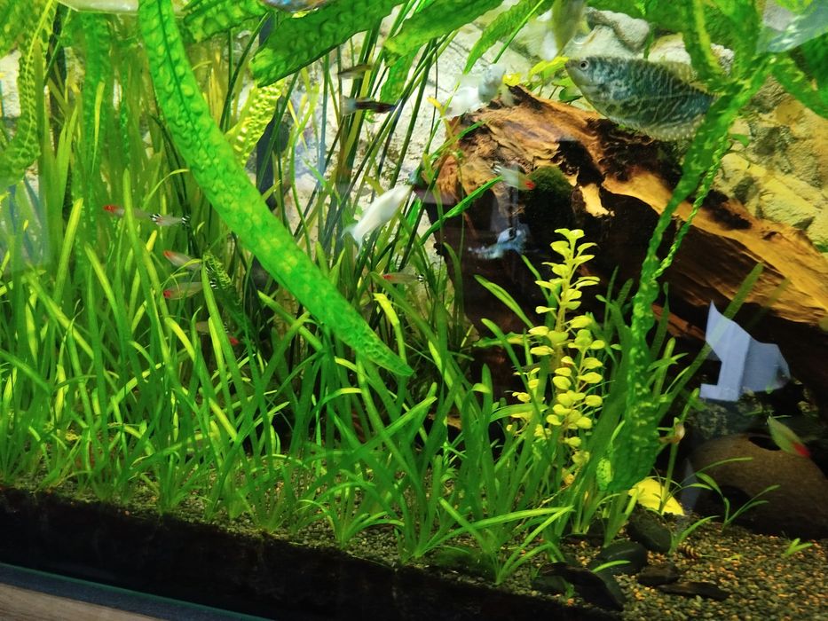 Nurzaniec roślina akwariowa