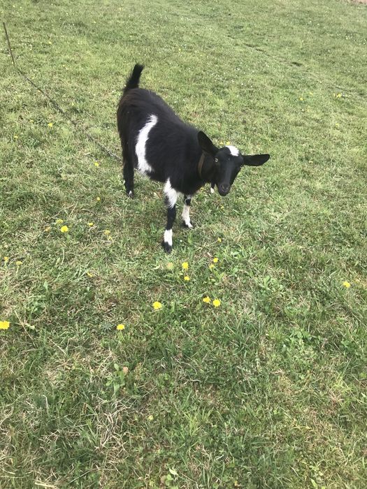 Продам козу первістку