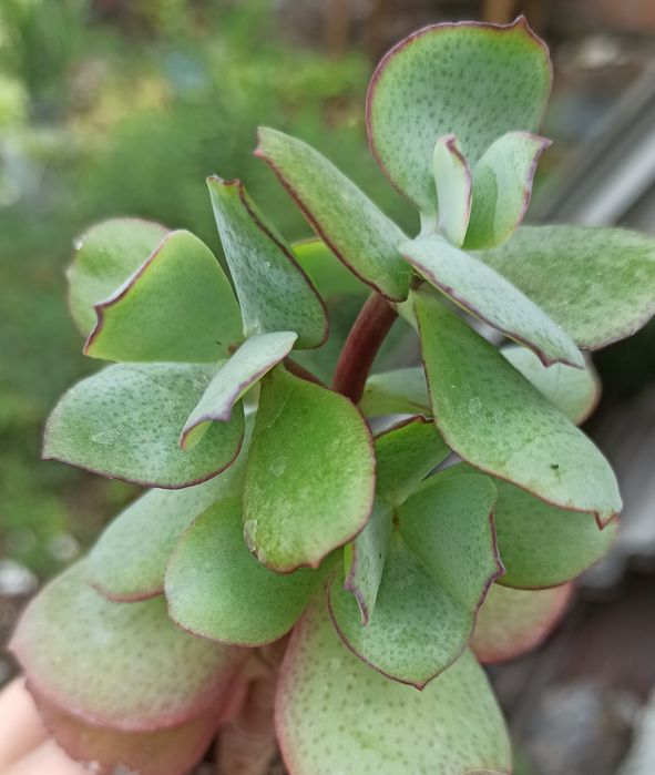 Сукуленти асортимент/ різні сукуленти/ рідкісні сукуленти