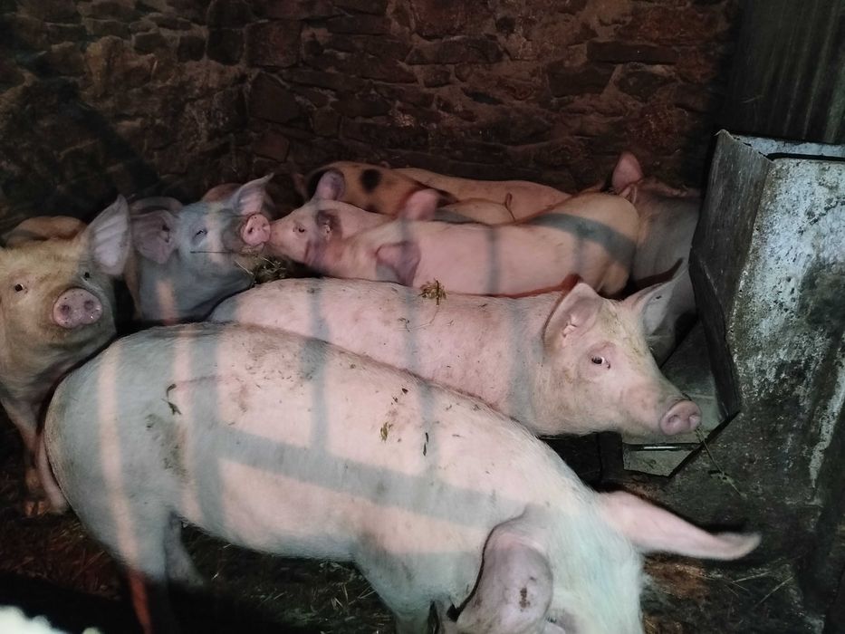 Малі поросята на відгодівлю