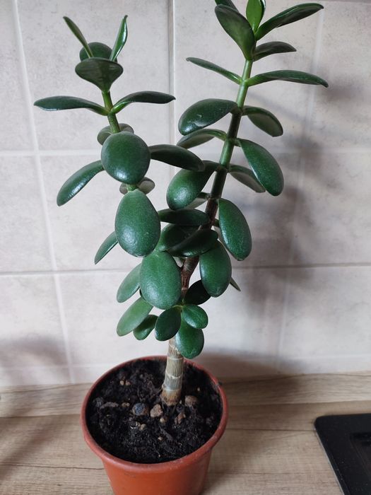 Денежное   дерево