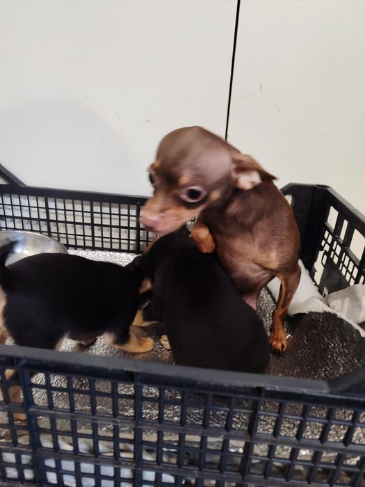 Той тер'єр собаки