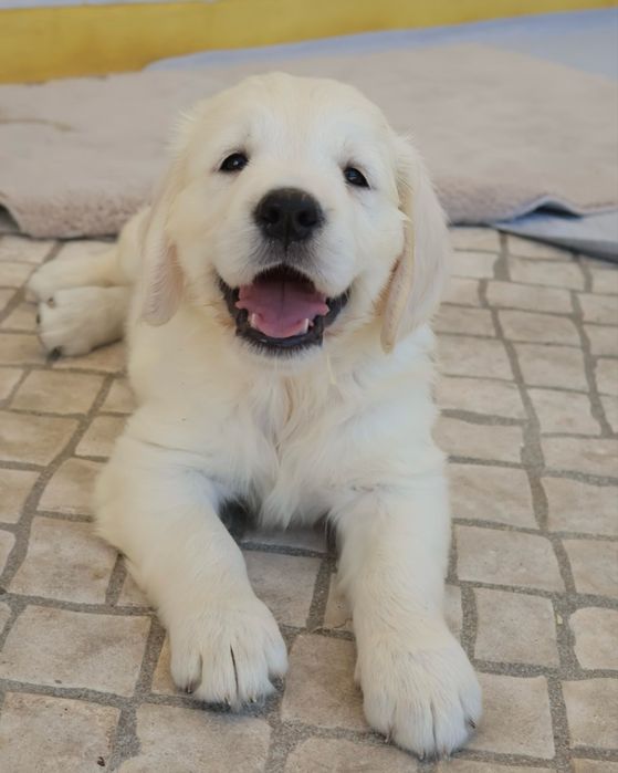 Golden Retriever fêmea com LOP