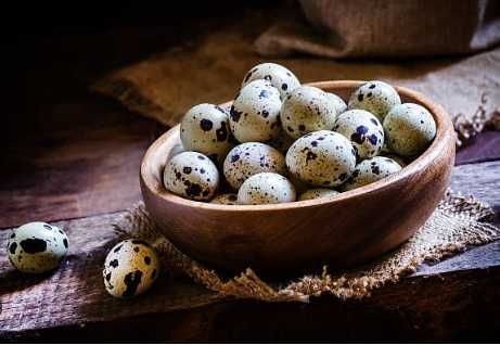 Інкубаційні яйца перепілок Техасець, Селадон