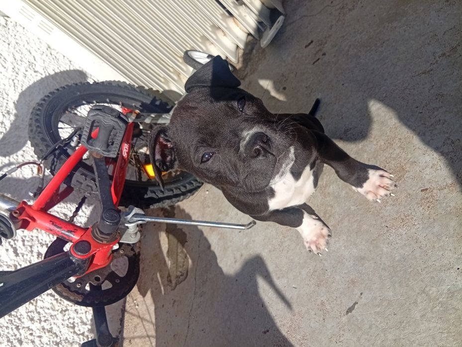 Cadelinha super meiga