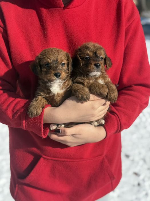 Чарівні цуцинята Чих-пу