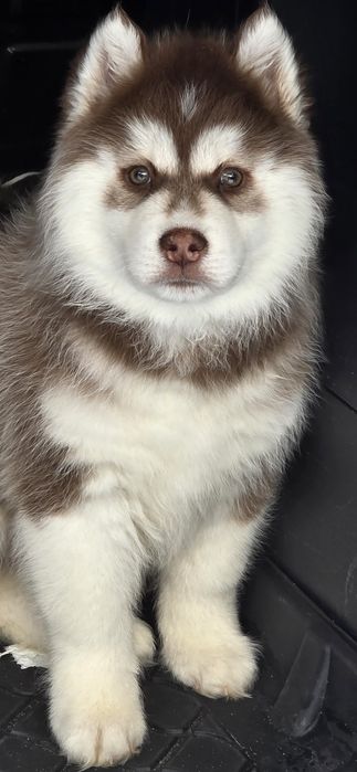 Siberian Husky-małe piękności!