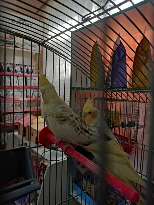 Корели хлопчики молоді