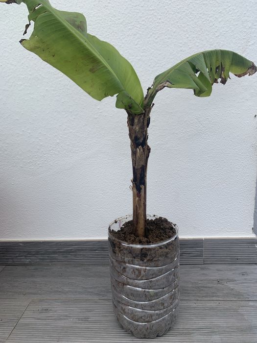 Bananeira cavendish 67 cm
