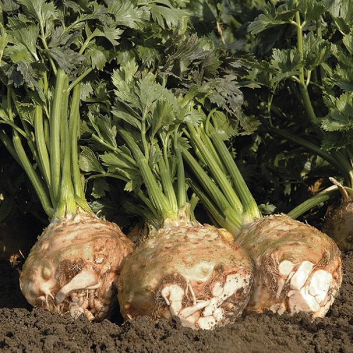 Насіння Селери Кореневої ІЛОНА F1 ILONA F1 семена Сельдерей Корневой