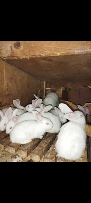 Продам кітних самок б панон
