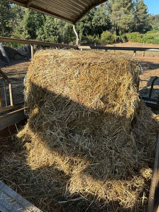 Rolos de feno (seco e verde )
