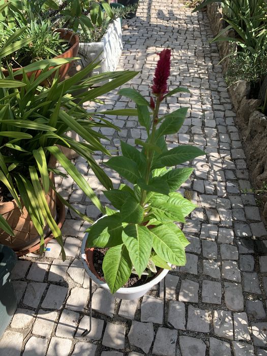 Planta com flor rosa vivo