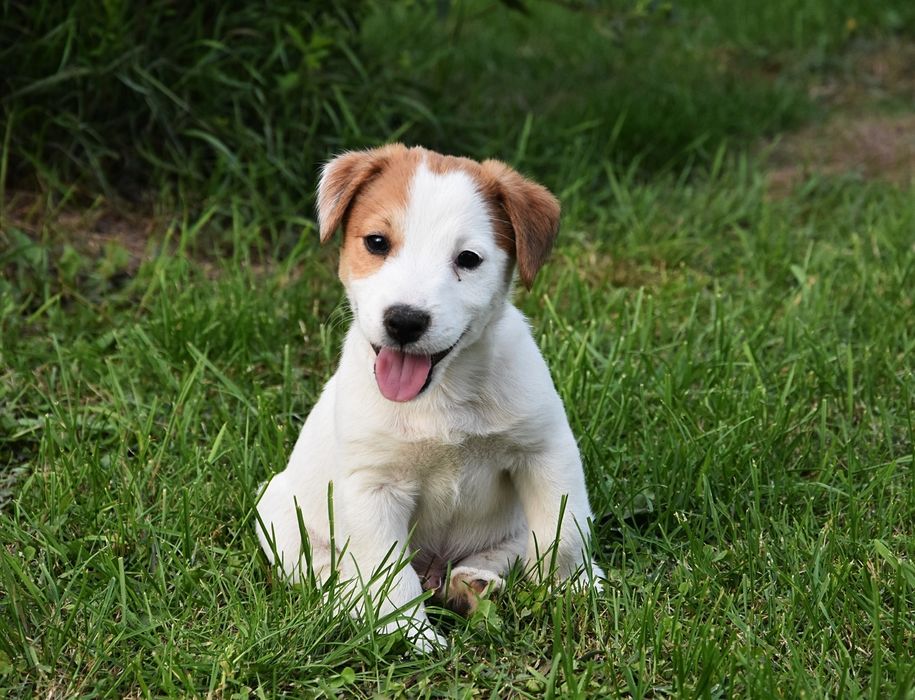 Jack Russell Terrier piesek !