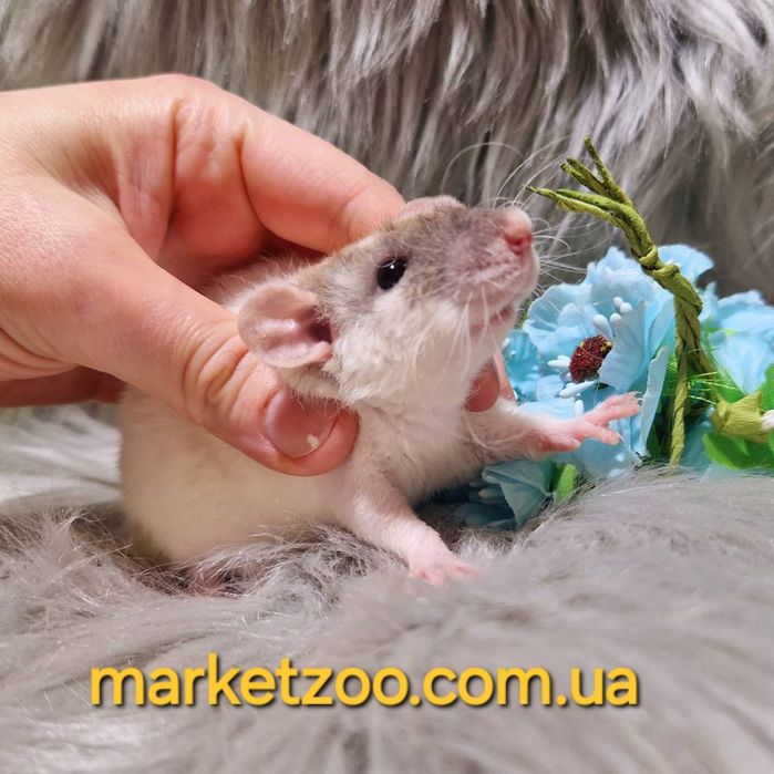 Дамбо рексик кепковий окрас крысы, криси, щурик, щур, пацюк, крыски, к