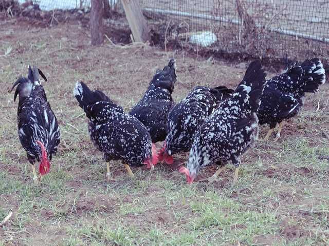 Інкубаційне яйце.(Курчата) Леггорн – синя, куріпчаста, мармурова.