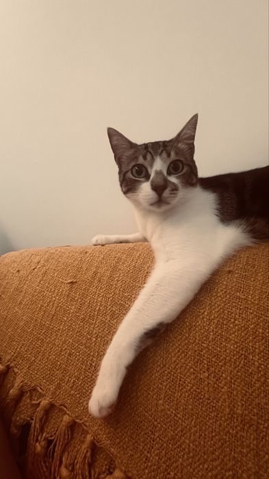 Doação responsável de gato