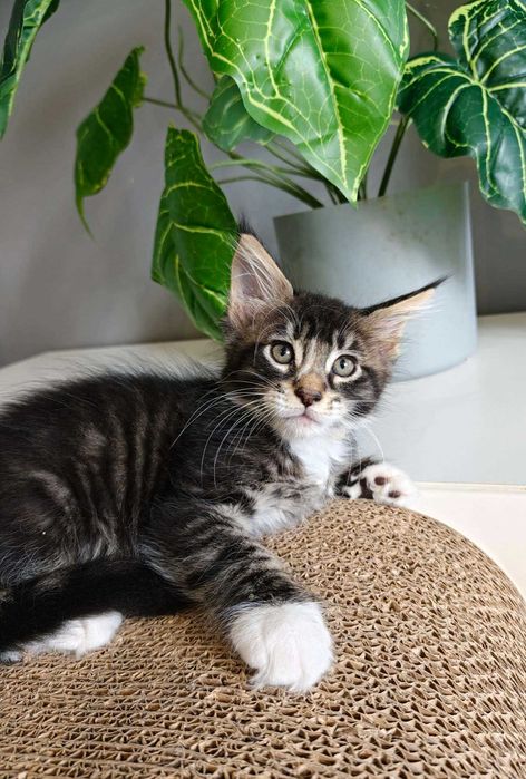 Kocurek Maine Coon
