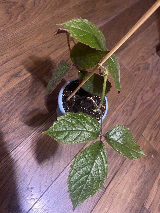 Cissus adenopoda, Цисус