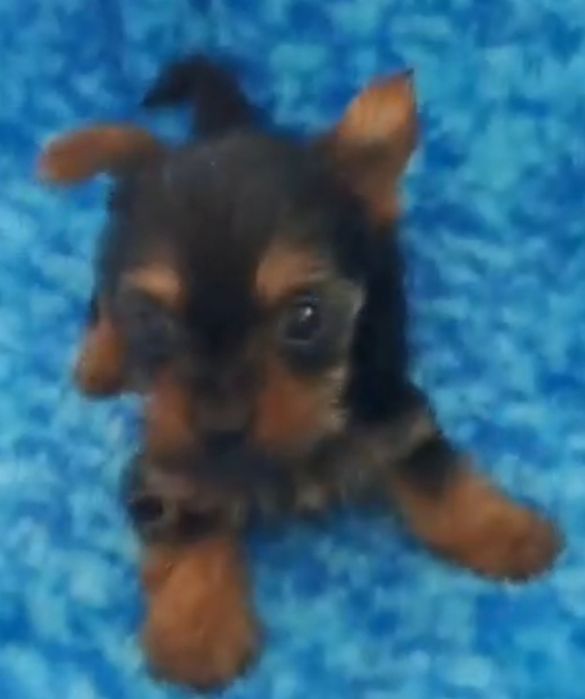 Yorkshire terrier super  Mini  toy