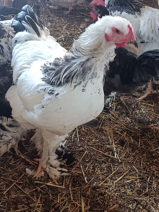 Brahma olbrzymia