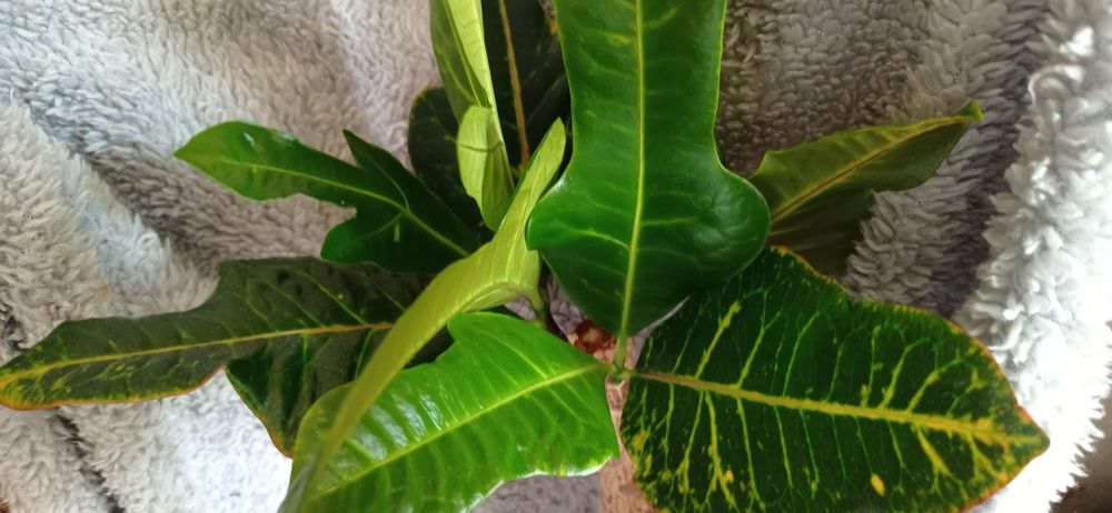 Продам Кротон Кодиеум