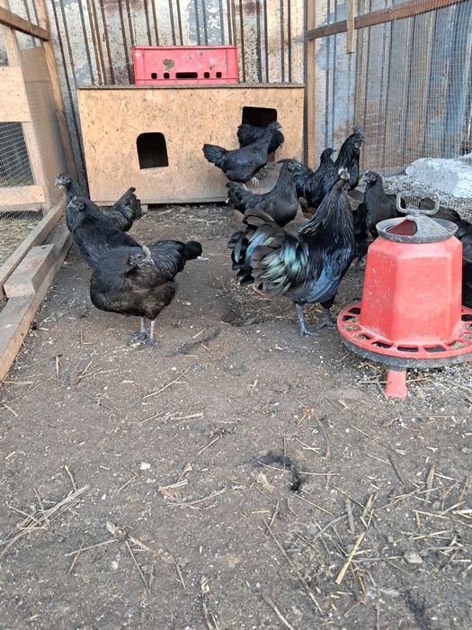 Jaja legowe ayam cemani