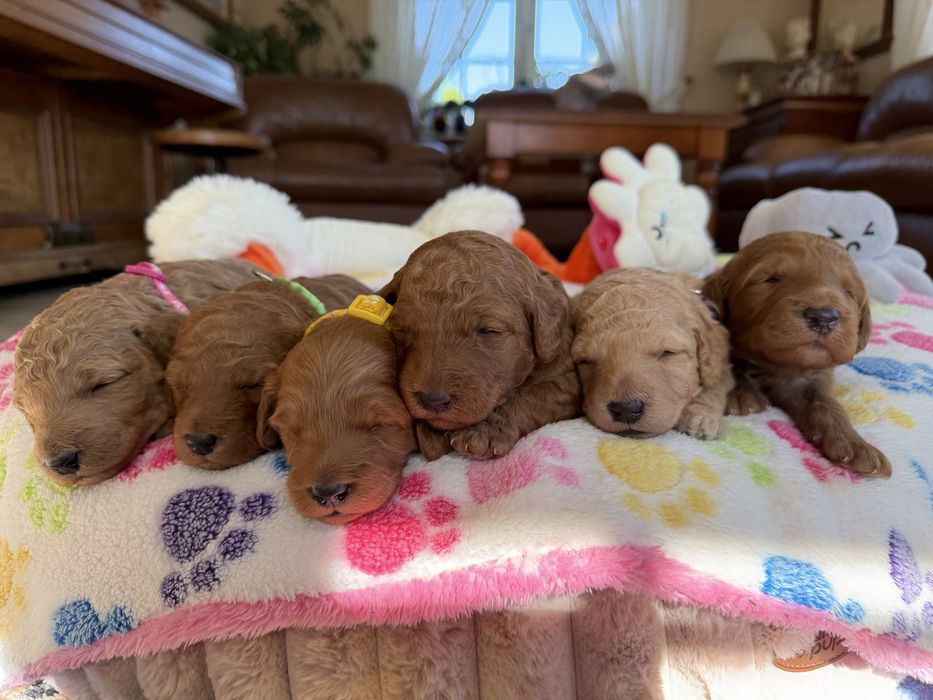 Goldendoodle F1b szczenię