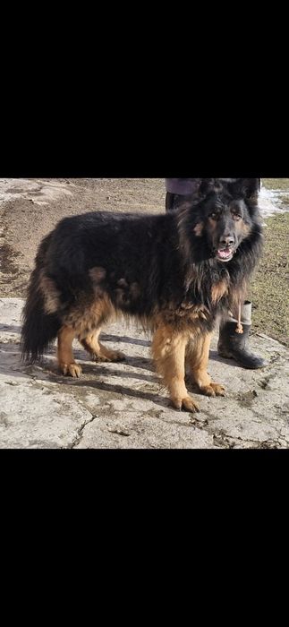 Owczarek niemiecki długowłosy