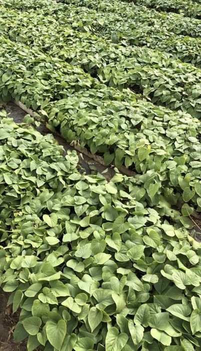 Rama de batata doce com raiz