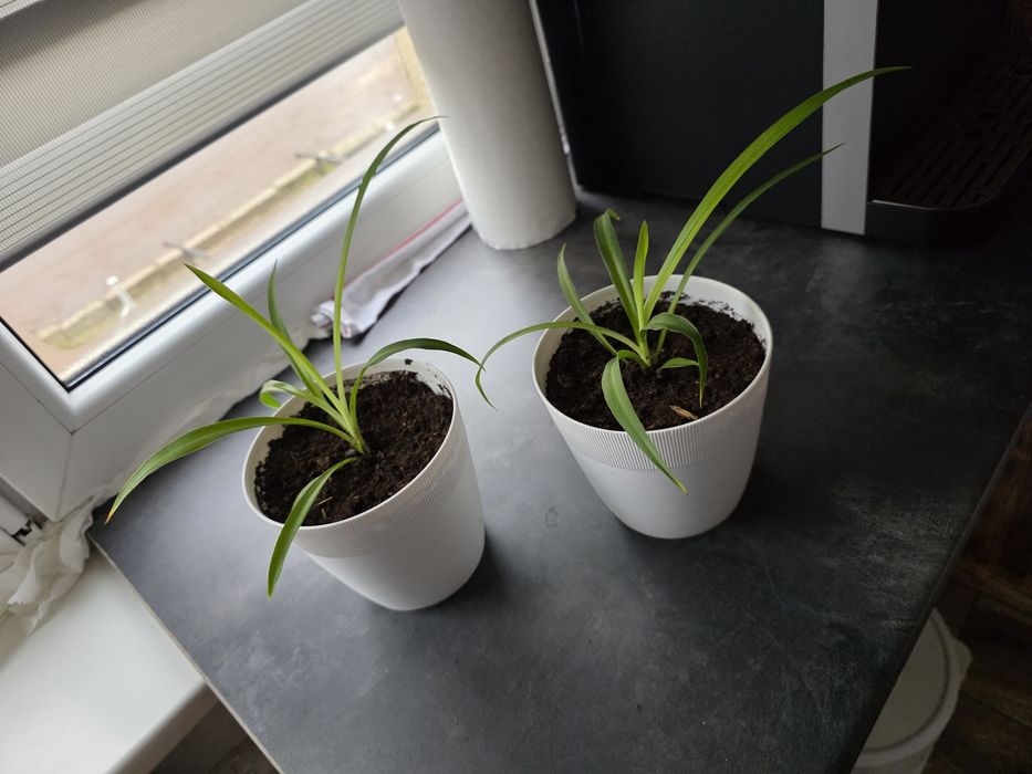 Zielistka mała w doniczce