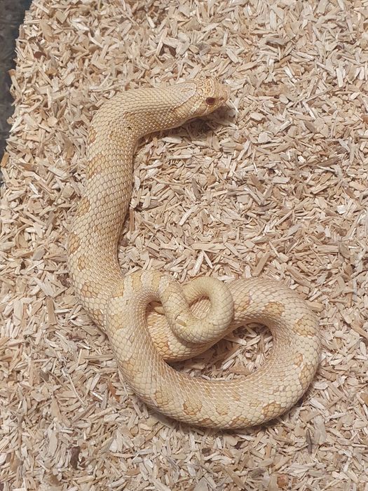 Heterodony zachodnie samczyki heterodon