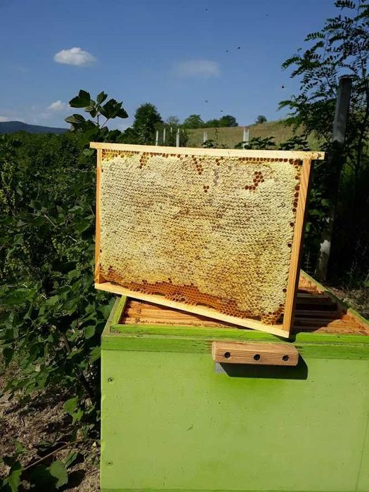 Miód pszczeli SPADZIOWY IGLASTY 100% oryginalny naturalny