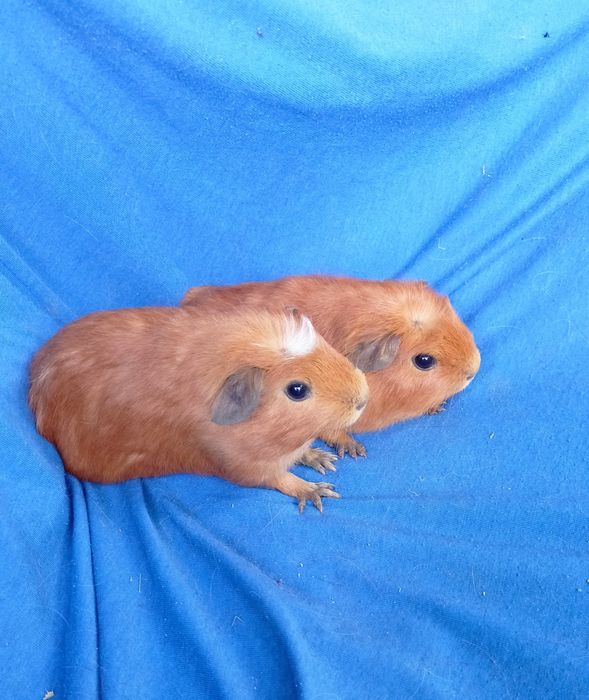 Питомник морских свинок