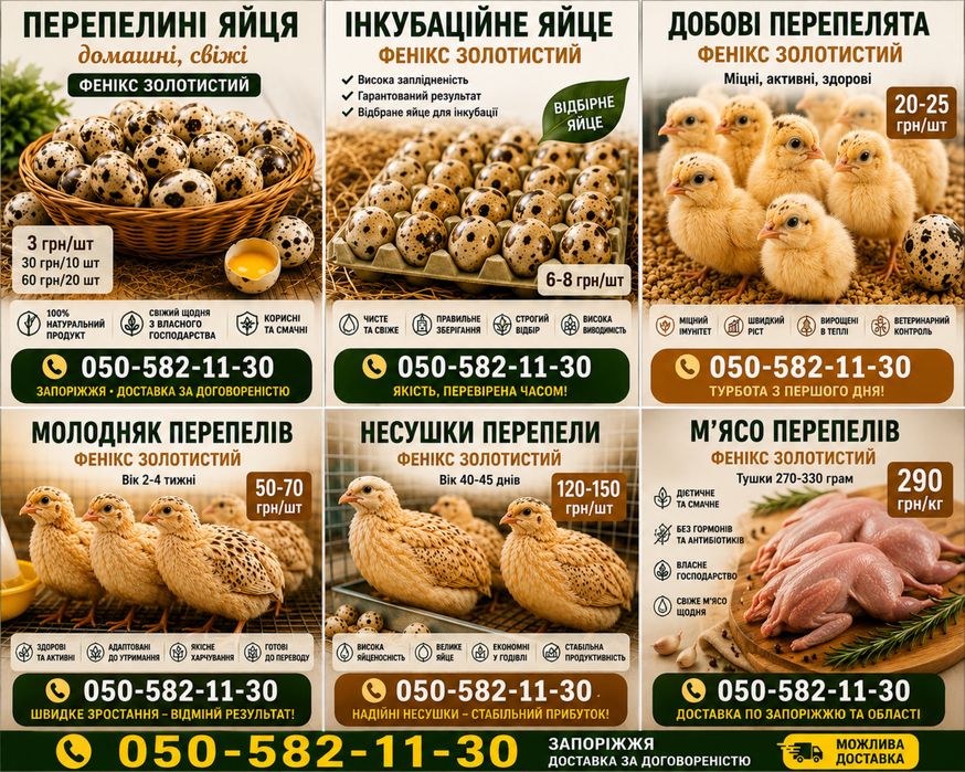 Перепелині яйця домашні свіжі | Запоріжжя