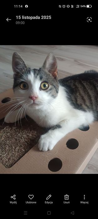 Młody, przyjazny kocurek do adopcji