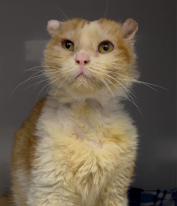 Шукаю родину для неймовірного кота!Стерилізовнаний.Кіт