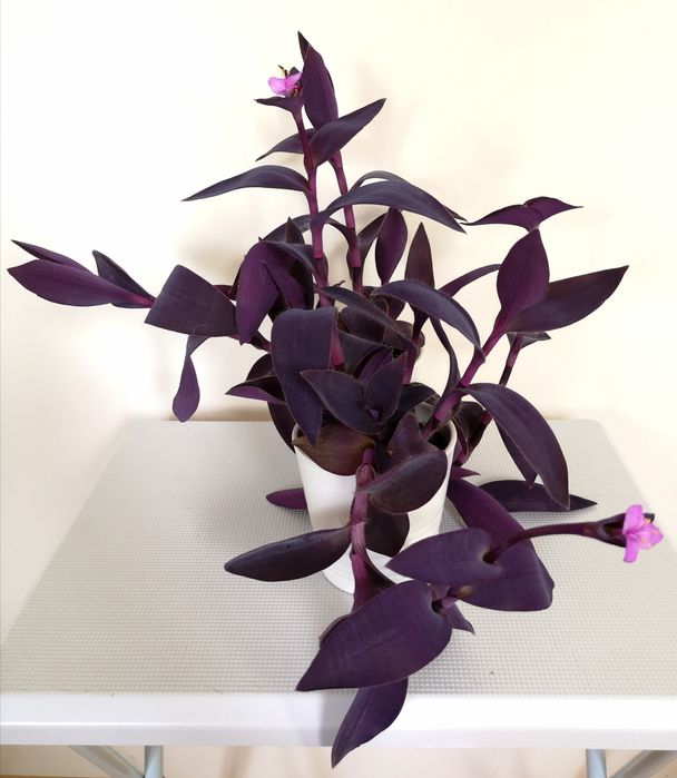 Trzykrotka purpurowa