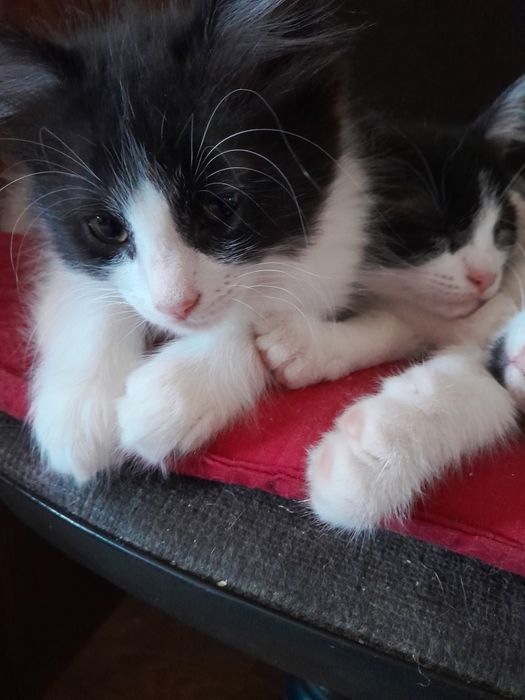 Подарю игривых котят,в добрые и хорошие руки