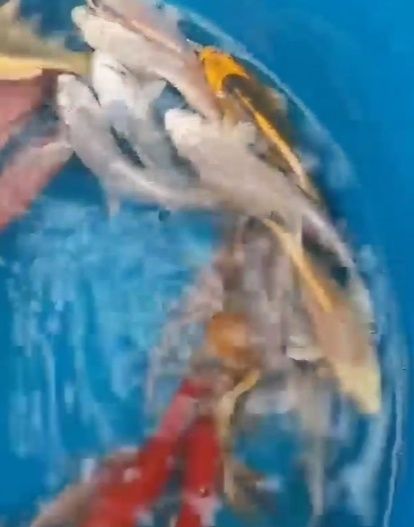 Карп кои, разные размеры и цвет