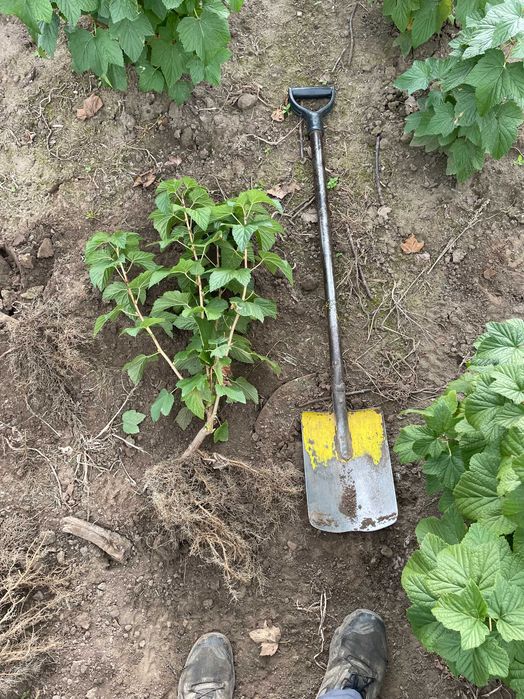 Sadzonka porzeczka czarna TISEL