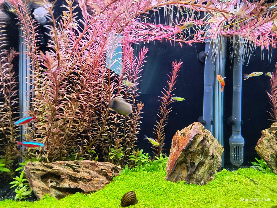 Roślina akwariowa Rotala rotundifolia 'Blood Red'
