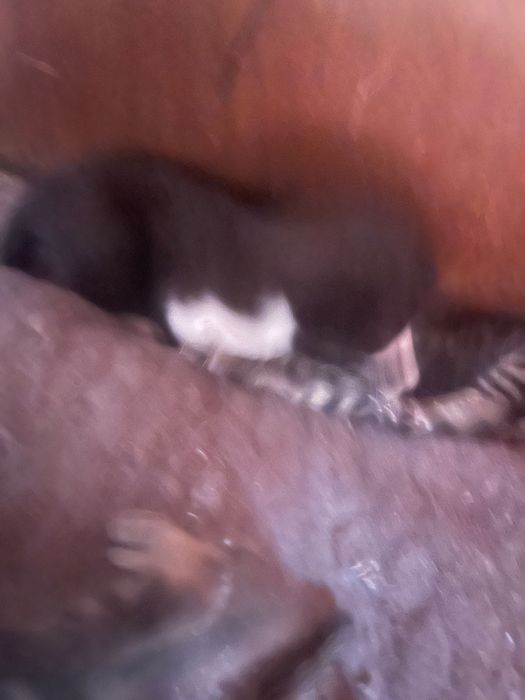 Gatos bebés para dar