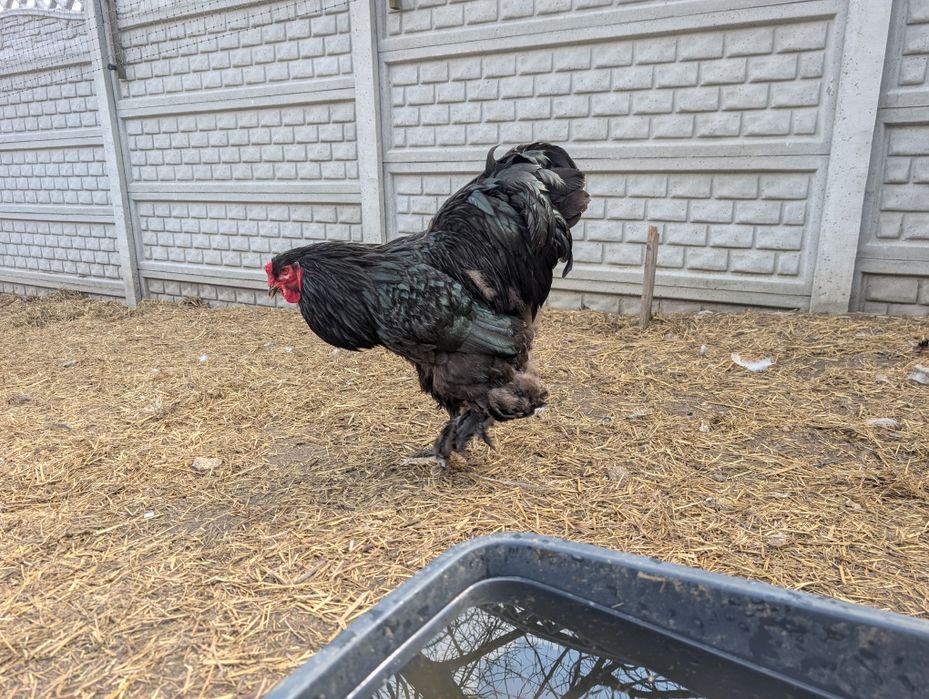Koguty Brahma Olbrzymia czysty gatunek