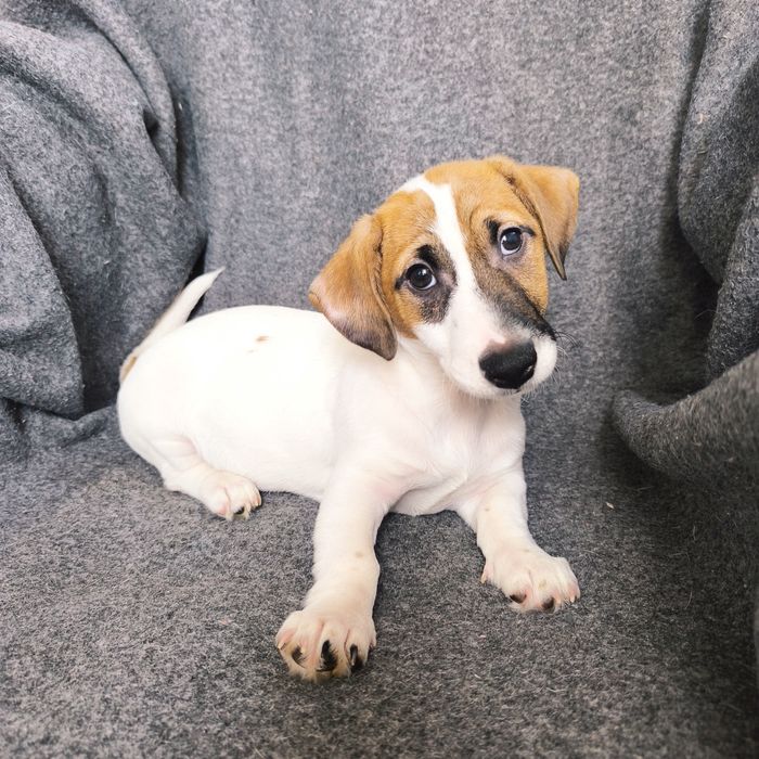 Хлопчик Джек Рассел тер'єр