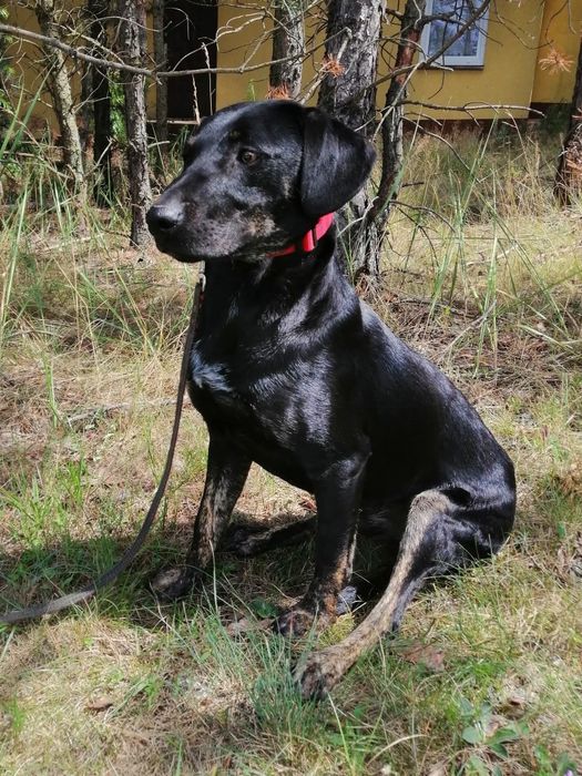 OGNIK młody wesoły pies w typie gończego poleca się do adopcji