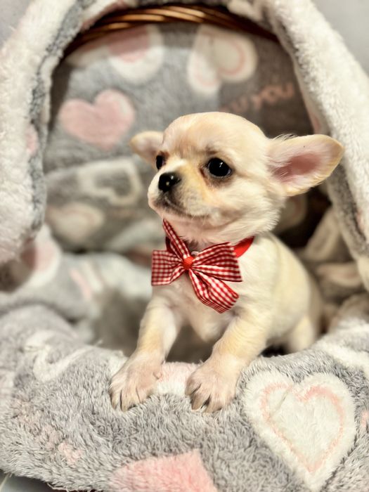 Chihuahua pelo longo com LOP